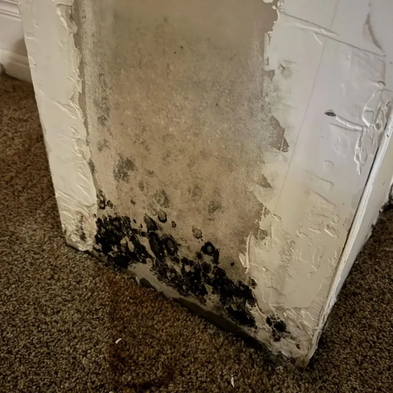 Professional Mold Removal in Terrebonne, OR